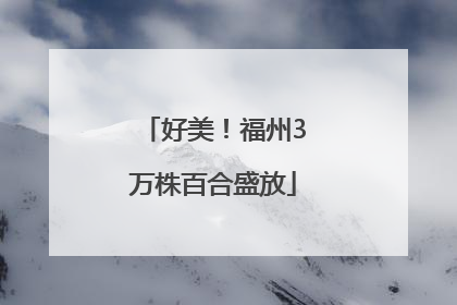 好美！福州3万株百合盛放